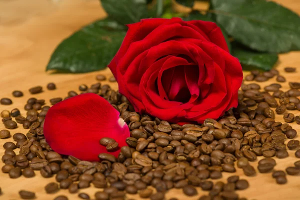 Rosa roja sobre semillas de café y fondo de madera — Foto de Stock