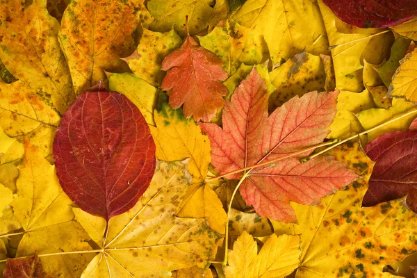 Hojas de arce de otoño como fondo —  Fotos de Stock