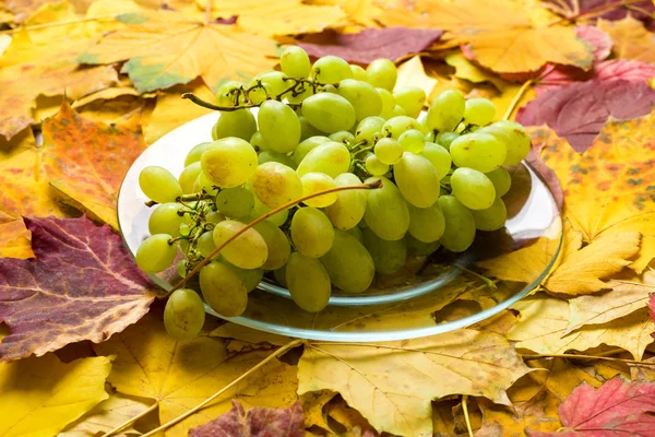 Raisin sur fond de feuilles d'automne — Photo