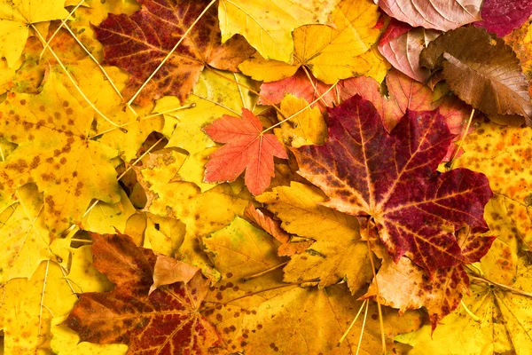 Hojas de arce de otoño como fondo —  Fotos de Stock