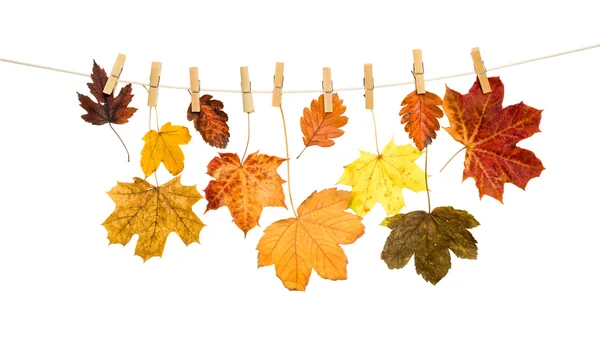 Herfstbladeren op een houten wasknijper — Stockfoto