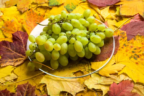 Raisin sur fond de feuilles d'automne — Photo