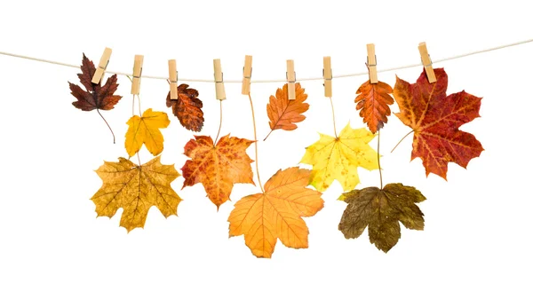 Осенние листья на деревянной прищепке — стоковое фото