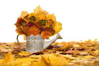 Bauer beyaz sonbahar yaprakları ile