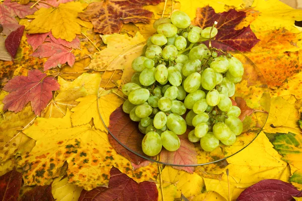 Raisin sur fond de feuilles d'automne — Photo