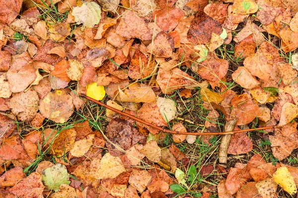 Nasses Herbstlaub nach Regen am Boden — Stockfoto