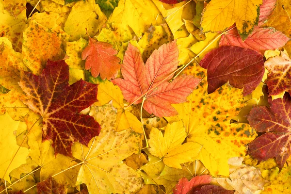 Hojas de arce de otoño como fondo —  Fotos de Stock