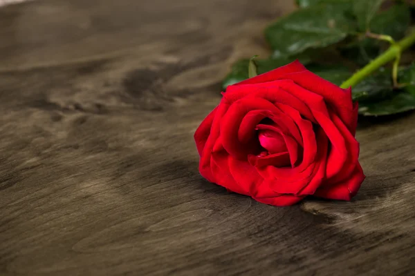 Rosa vermelha no fundo de madeira — Fotografia de Stock