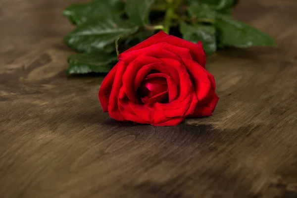 Rosa roja sobre fondo de madera — Foto de Stock