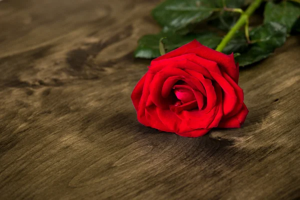 Rose rouge sur fond bois — Photo