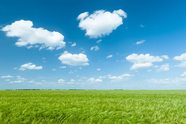 Green wheat field and blue sky spring landscape — Stock Photo, Image