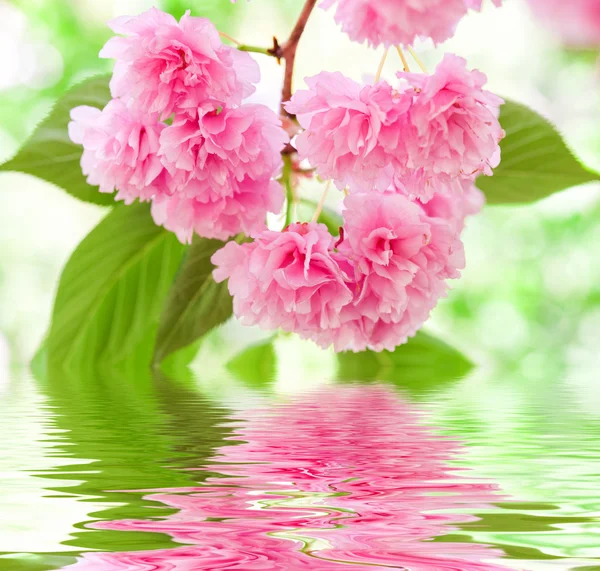 Pink flower reflected in water — Stock Photo, Image