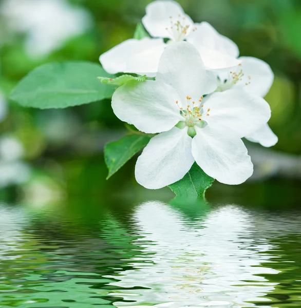 Белый цветок отражается в воде — стоковое фото