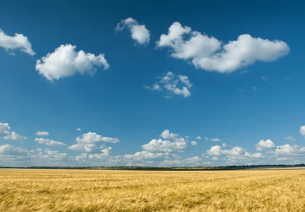 Sárga búza mező és az égbolt nyári táj — Stock Fotó