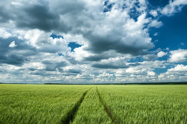Pole pszenicy zielony i niebieski niebo pejzaż wiosna — Zdjęcie stockowe