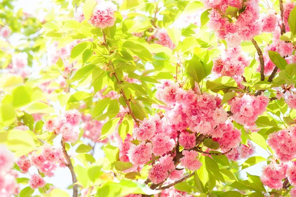 Flor rosa en el árbol. temporada de primavera —  Fotos de Stock