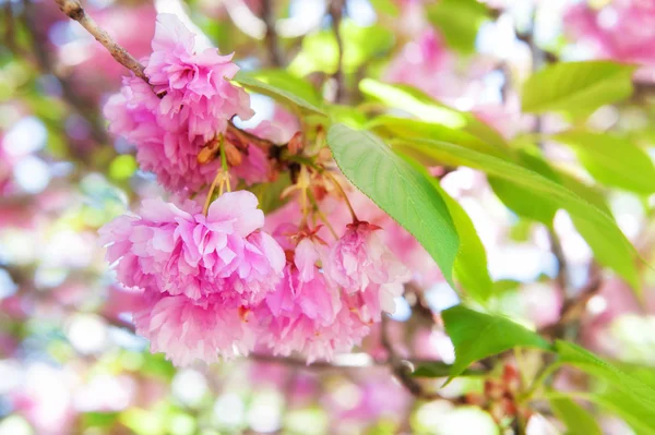 Růžový květ na stromě. jarní sezóna — Stock fotografie