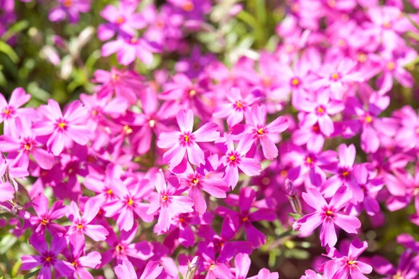 Kleine roze bloemen als achtergrond — Stockfoto