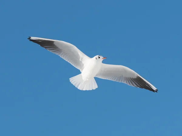 Big white bird fly — Stock Photo, Image