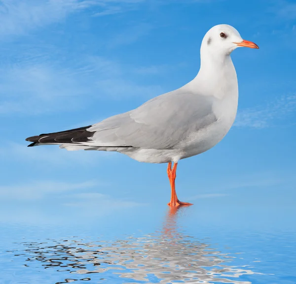 Gökyüzü arka plan üzerinde beyaz kuş martı — Stok fotoğraf