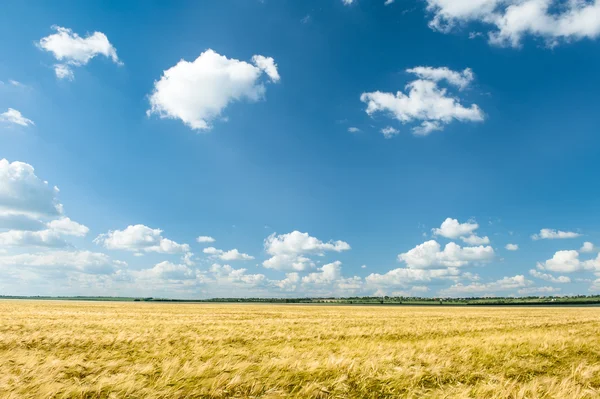 Búza sárga mezőben és kék ég nyári táj — Stock Fotó