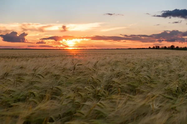 Sonnenuntergang im gelben Weizenfeld. Sommerlandschaft — Stockfoto