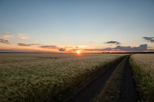 Sonnenuntergang im gelben Weizenfeld. Sommerlandschaft — Stockfoto