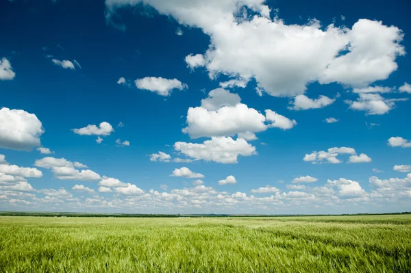 Yeşil buğday alan ve mavi gökyüzü manzara bahar — Stok fotoğraf