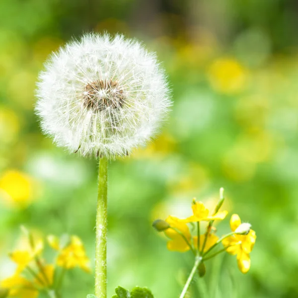 在绿色的明亮蒲公英。春暖花开的季节 — 图库照片