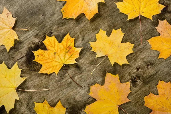 Hojas de arce de otoño en madera oscura —  Fotos de Stock