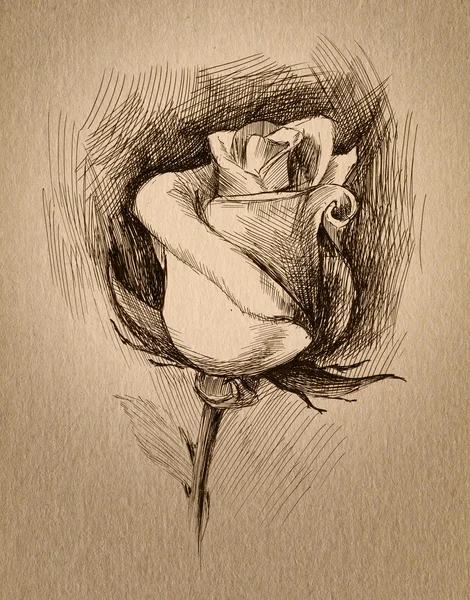 Flower sketch — Stock Photo, Image