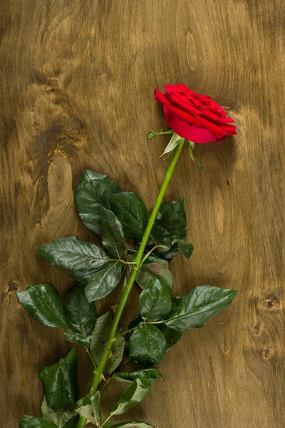 Rosa roja sobre fondo de madera — Foto de Stock