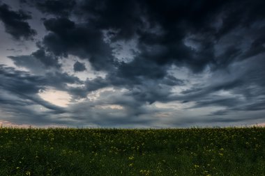 Hava karardıktan sonra sarı kolza tohumu alanındaki