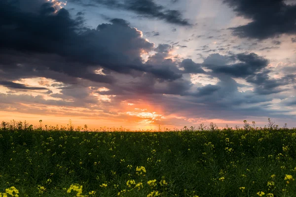 Pôr do sol no campo de colza amarelo — Fotografia de Stock