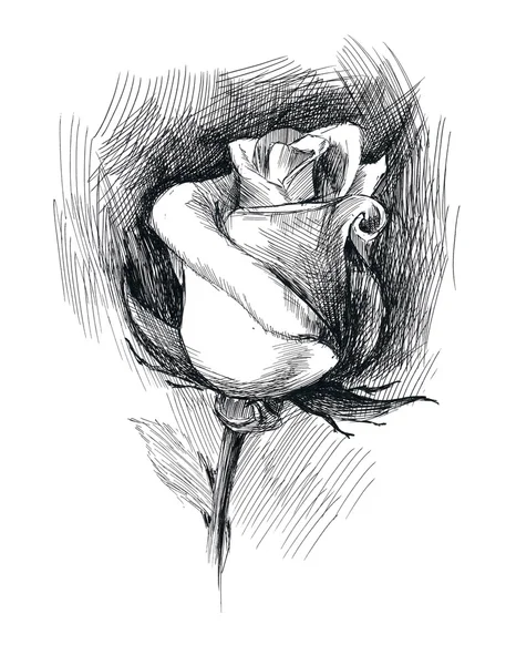 Flower sketch — Stock Photo, Image