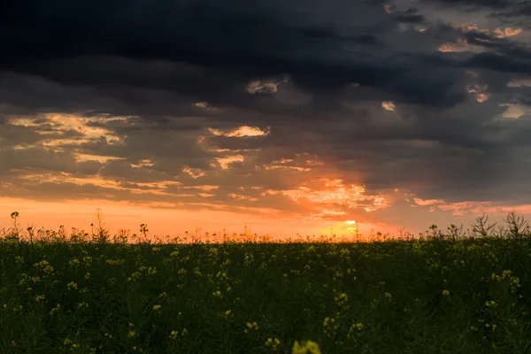 Pôr do sol no campo de colza amarelo — Fotografia de Stock