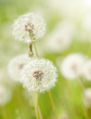 Dandelions çayır