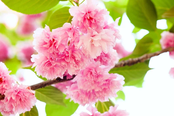 Růžový květ na stromě. Sakura. — Stock fotografie