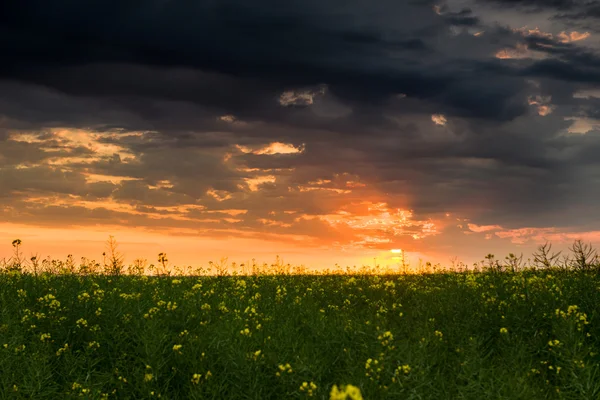 Coucher de soleil dans le champ de colza jaune — Photo