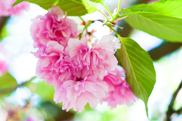 Pink flower on tree. sakura. — Stock Photo, Image