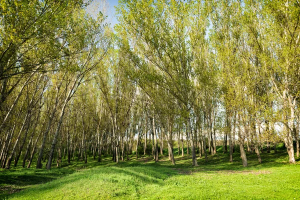 Bright summer forest — Stock Photo, Image