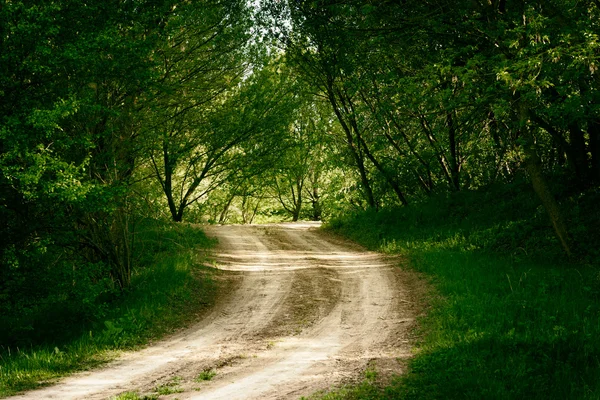 Camino de tierra en el bosque de verano — Foto de Stock