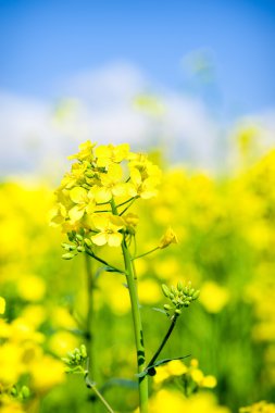 Yellow flower rapeseed field clipart