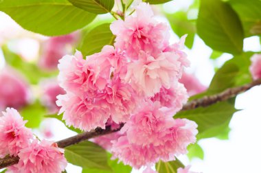 Pembe çiçek ağaç üzerinde. Sakura.