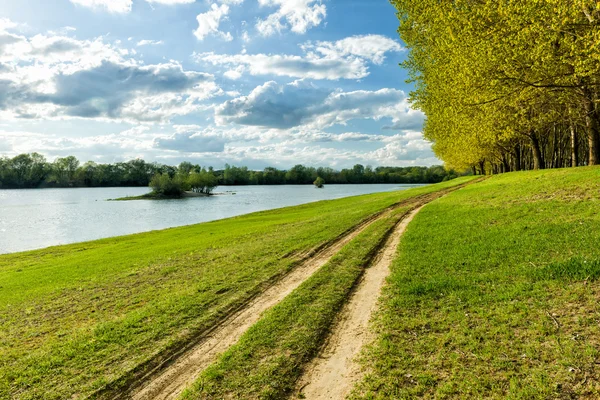 Літній ліс з наземною дорогою — стокове фото