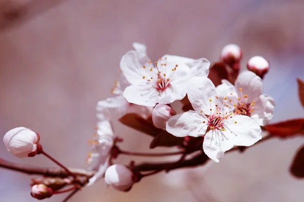 Bílé třešňové květy na jaře — Stock fotografie