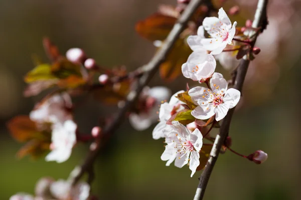 White cherry flowers in spring — Stock Photo, Image