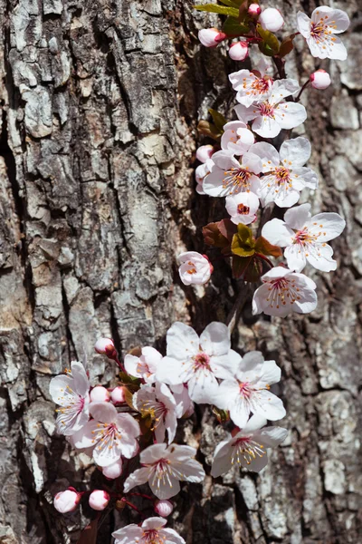 Flores de cereja brancas na primavera — Fotografia de Stock