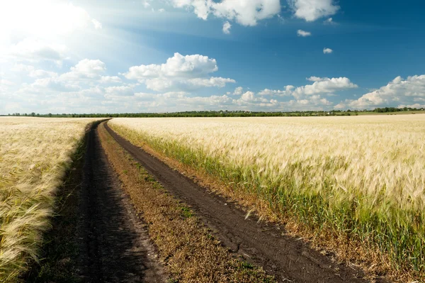 Ground road in wheaten field. — Stock Photo, Image