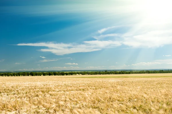 Campo de trigo y cielo azul paisaje de verano —  Fotos de Stock